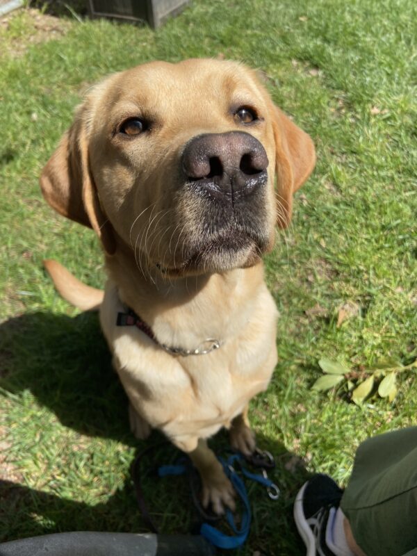 Cute close-up of yellow Lab Jada sitting in the grass play yard, nose up to the camera