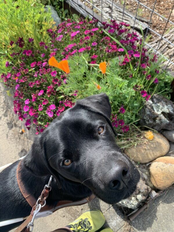 Jerry looks up at the camera during a curb check.  There are colorful flowers in the background.