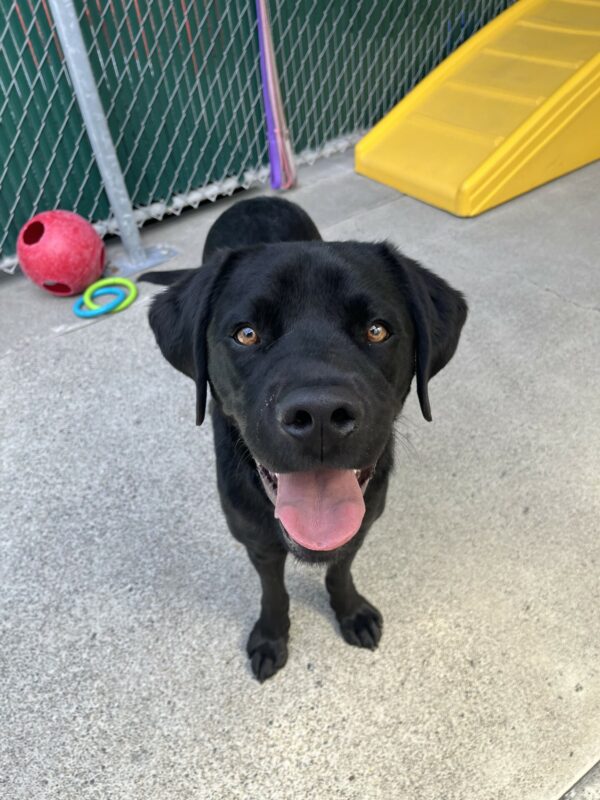 A close up photo of Jerry in one of the community run play yards with a big ol smile on his face.