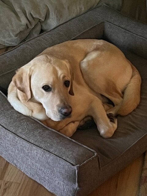 <p>Jersey snuggles in for a nap on a big grey bolstered dog bed.</p>