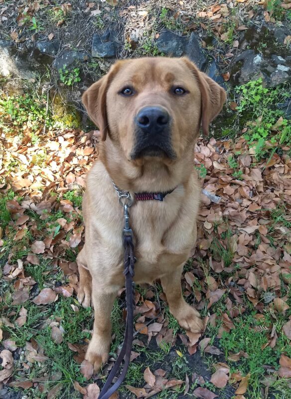 Jimmy is sitting outside in a leafy area. He is gazing up at the camera.