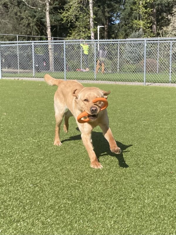 Julio runs towards the camera in a grassy area. He is holding an orange toy in his mouth and his ears are flying backwards.
