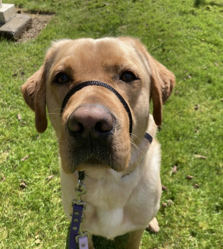 Julio sits in a grassy area looking up at the camera with his beautiful brown eyes.