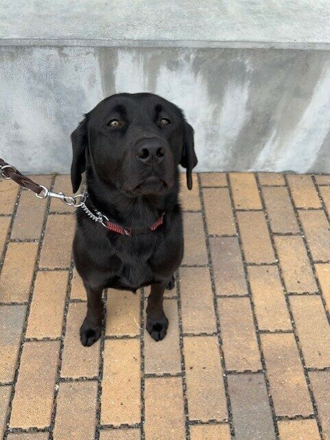 Kata sits on a brick pathway. She is looking up at the camera with a serious face.