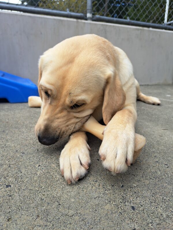 Yellow lab (Kinley) chewing on a bone holding it with her paws.