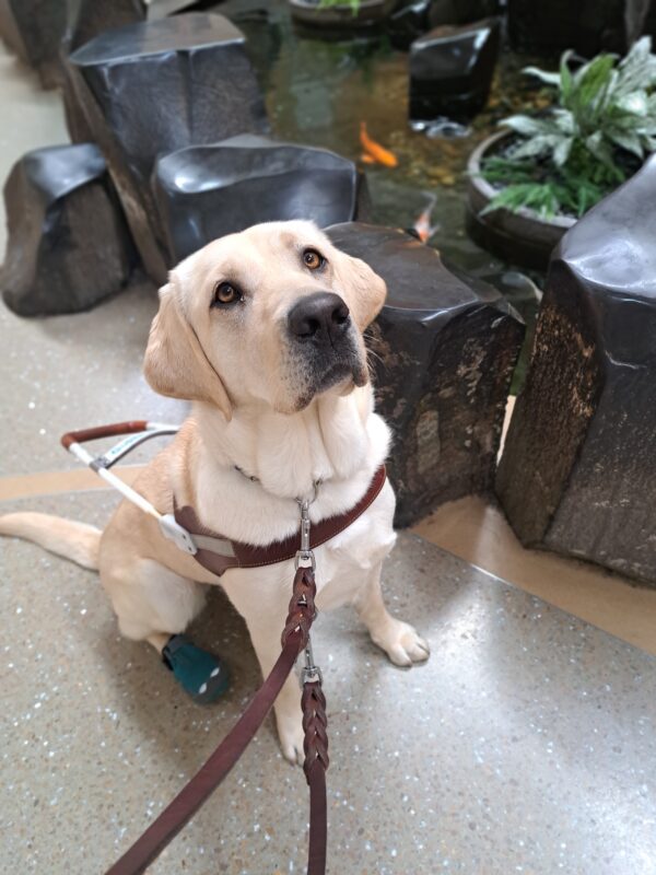 Yellow lab (Kinley) sits in harness in front of a pond with multiple orange, yellow, and white fish.