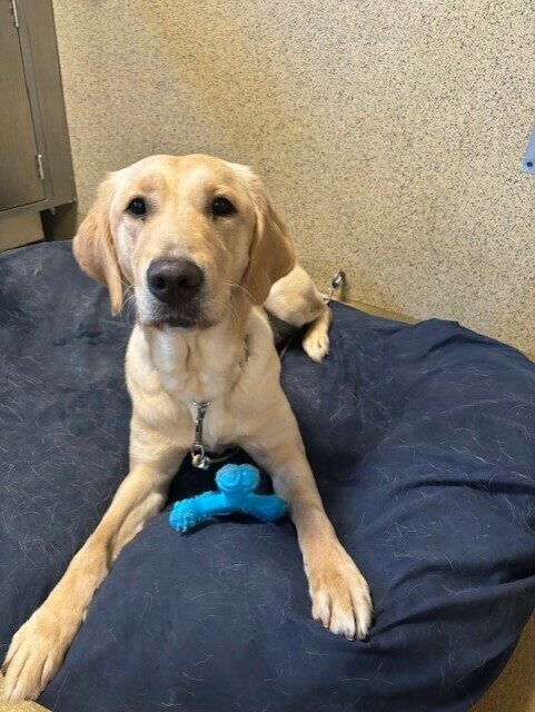 Larkin lays on a blue dog bed. There is a bright blue bone in-between her front legs. She is looking at the camera with anticipation.