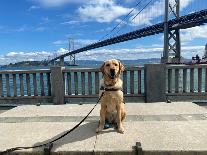 Lily smiles at the camera while sitting on top of a large cement block. She is wearing her harness and booties on her back paws. The Bay Bridge is in the background with a bright blue sky and white clouds.