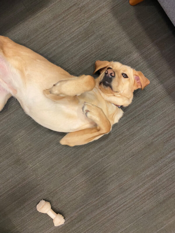 Lily is lying on a gray carpet, rolled over on her back with her front paws tucked against her chest. She is staring up at the camera. There is a Nylabone on the floor.