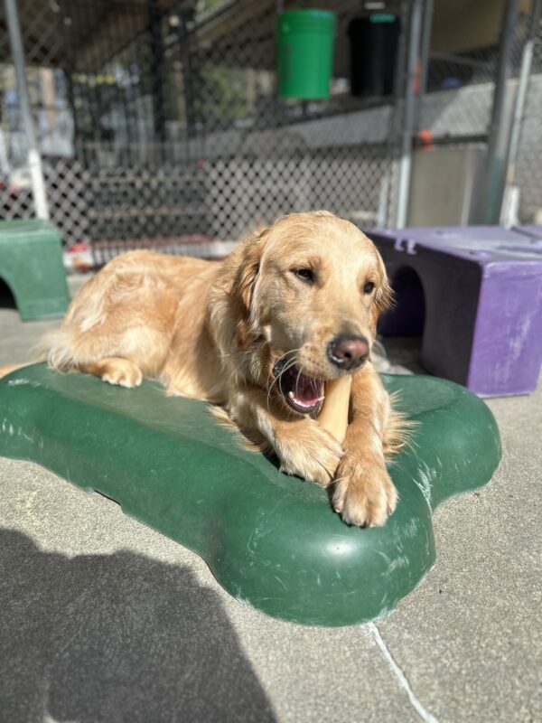 Male golden retriever, Lion, lays on a green bone shaped play structure. He is chewing on a bone and is off-leash in a fenced in community run area.