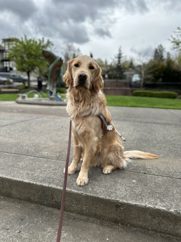 A male golden retriever sits on a concrete sidewalk while looking towards the camera. In the background there is a fountain with a large statue of two trout.