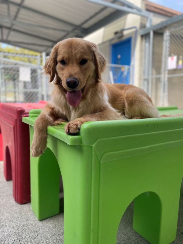 Lottie is laying down on top of a play structure. Her front paw is draped over the edge. Her ears are perked, her mouth is open. She is wearing a mischievous expression on her face.