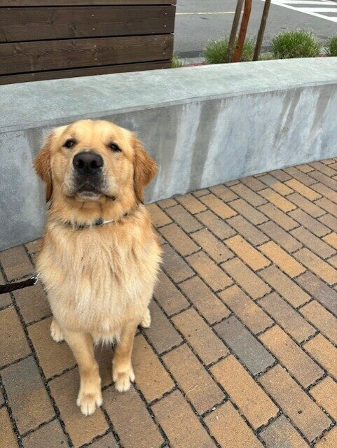 Mosey sits with his chest puffed out, he has a serious face, looking at the camera. He is on a brick pathway with a cement wall behind him.