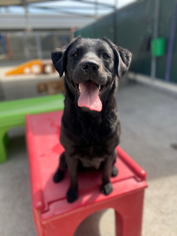 Natalia is sitting on top of a play structure. The sun is shining on her face highlighting the brownish red undertones around her snoot. Her ears are perked, mouth open and tongue out.