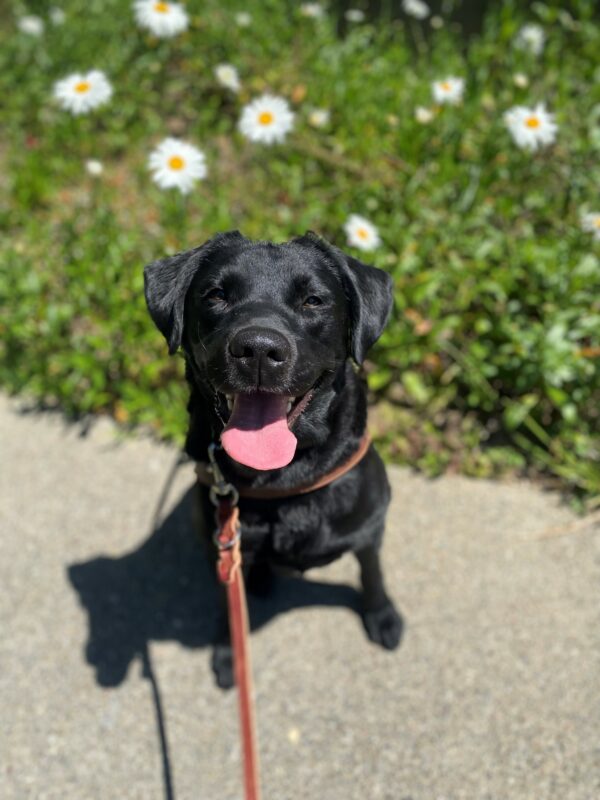 Natalia is sitting in harness facing the camera. The sun is shining on her face. Her mouth is open, and her tongue is out. Behind her is a patch of daisies.