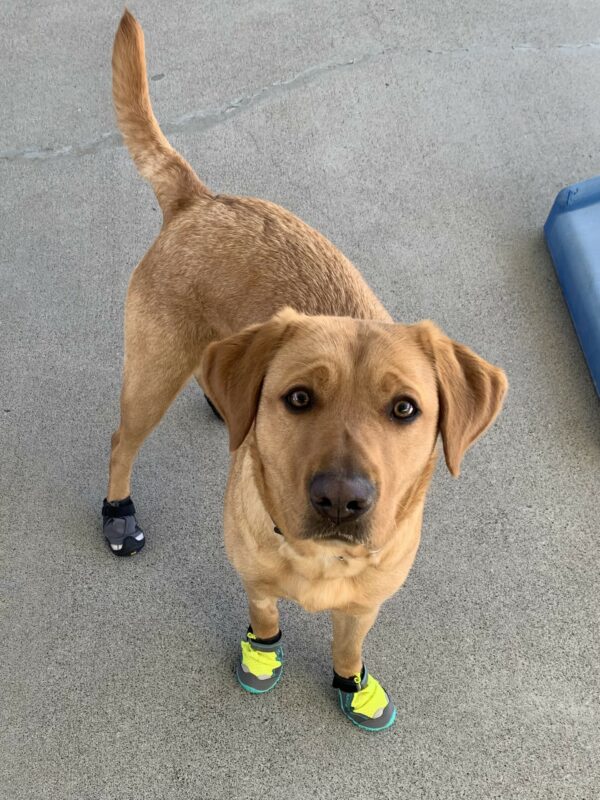 Olivia stands while looking up at the camera and sporting booties on all of her feet.