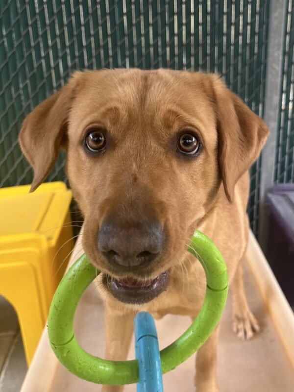 An extreme close up photo of Olivia holding a green and blue tug toy with an alert expression on her face.