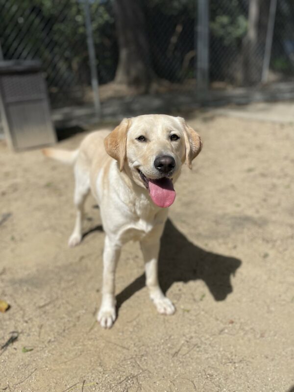 Orla is standing in a sandy paddock as she smiles at the camera with her tongue out.