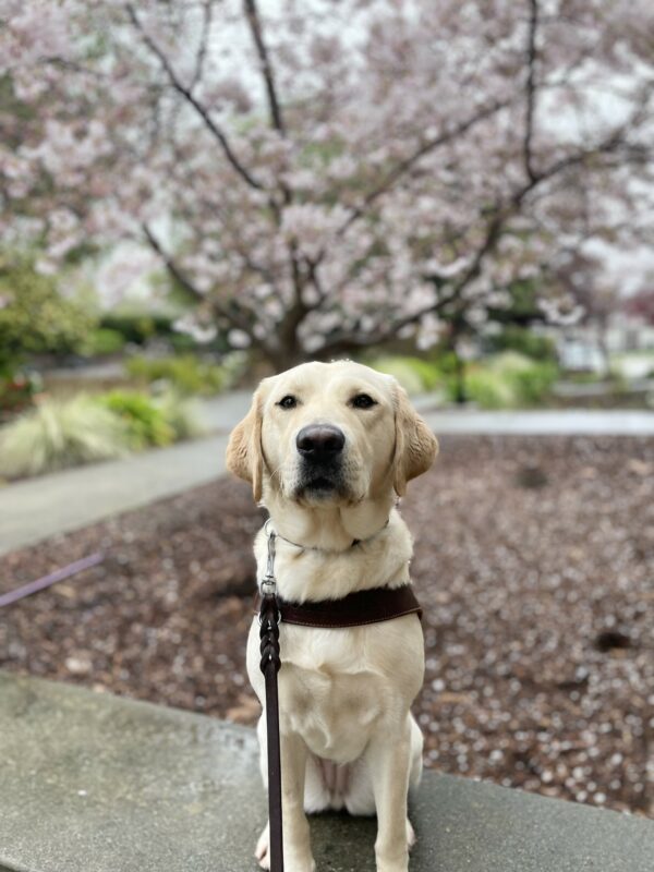 Orla is pictured sitting on the CA campus with a cherry blossom tree blooming behind her. She is looking slightly up towards the camera.