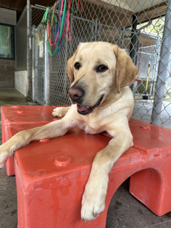 Otto, a male yellow lab, lays on a red plastic play structure while eyeing the camera. He is off-leash in a fenced in community run area.