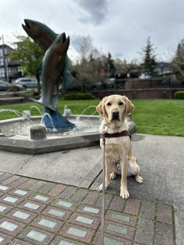 A male yellow lab named Otto looks at the camera and is sitting on a concrete sidewalk. Behind him, slightly to the left is a water fountain with two large trout statues in it.