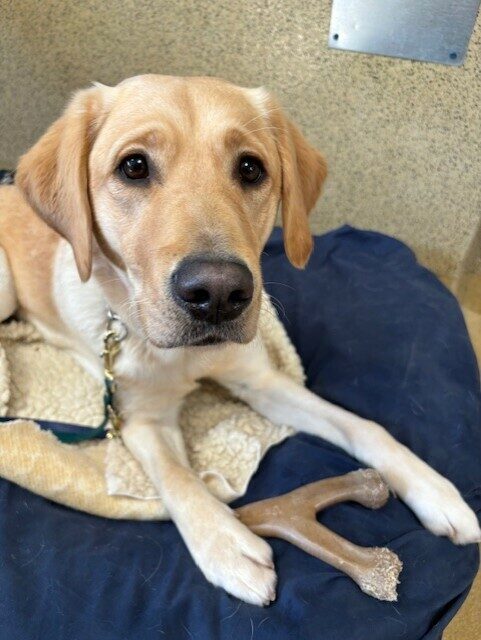 Pandora lays on a blue bed. There is a benebone between her legs. She is looking up a the camera sweetly.