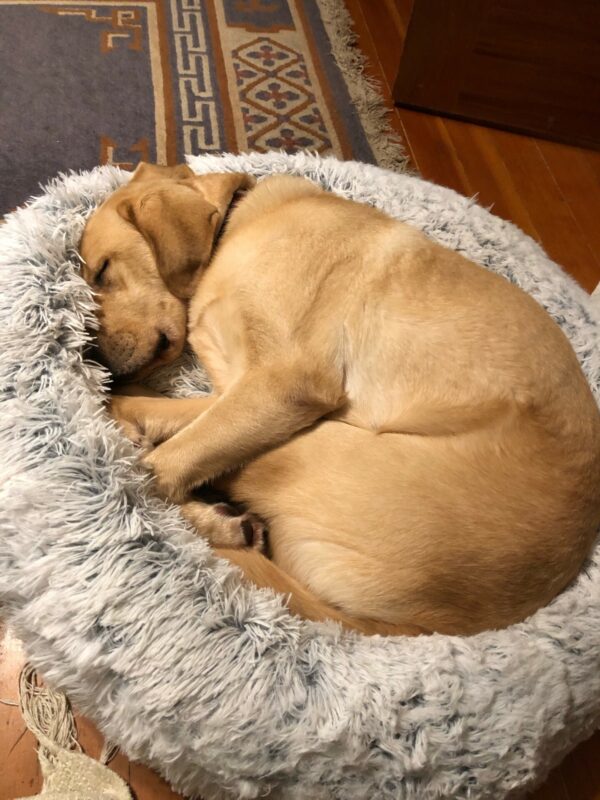 <p>Picasso snuggles in to a fluffy dog bed and takes a nap.</p>