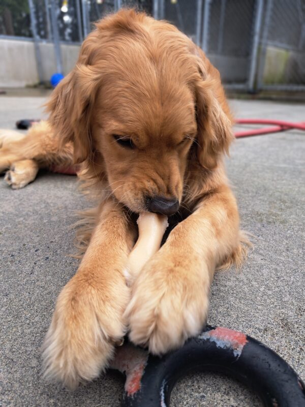 Golden cross (Plantain) chewing on a bone that is being held by his paws and a figure 8 rubber toy. His nose is scrunched as he chews on his bone.