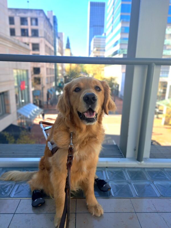 Golden cross (Plantain) sitting in harness in front of a window up on a sky bridge showing the tall buildings of Portland.