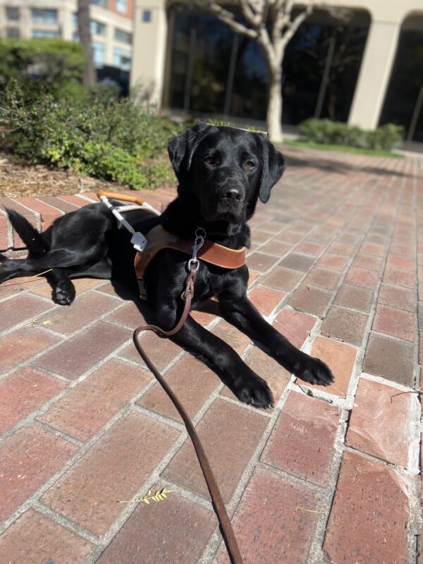 Black LGX Prima lies down in harness on a brick pathway in downtown San Rafael