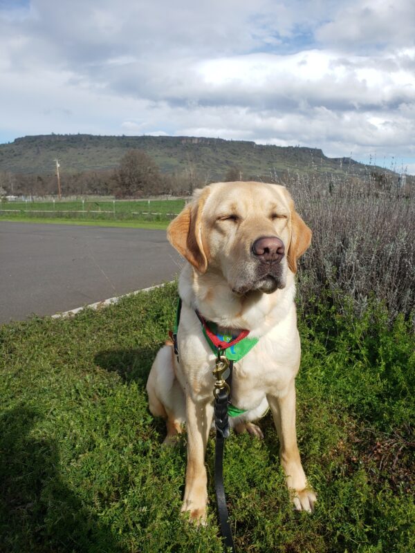 Yellow Lab Raelyn closes her eyes while sitting in the sun on green grass with mountains in the background.