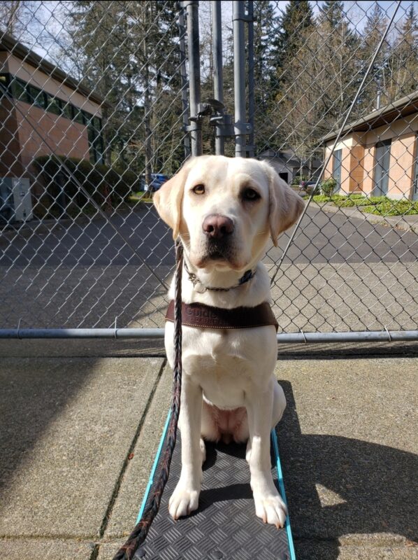Chicory is sitting while wearing her harness body on the Oregon Campus. She's looking at the camera and sitting on a CATO board, a helpful training tool.
