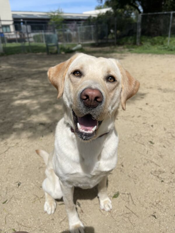 Seattle is sitting in a sandy paddock as she smiles at the camera with her tongue out.