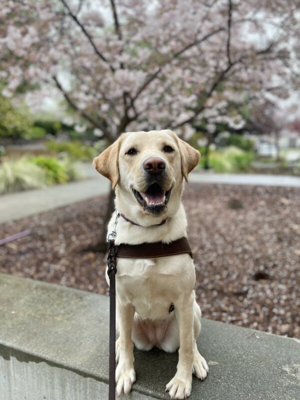 Seattle is pictured sitting on the CA campus with a cherry blossom tree blooming behind her. She is looking up and smiling at the camera.