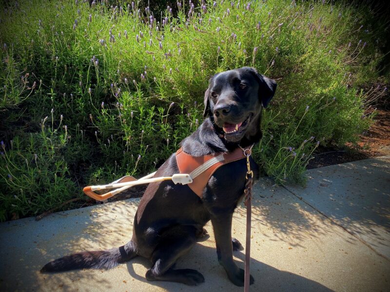 Socrates sits on a sidewalk while wearing his harness. He is looking over his shoulder and smiling. There is a large bush in the background with small purple flowers.