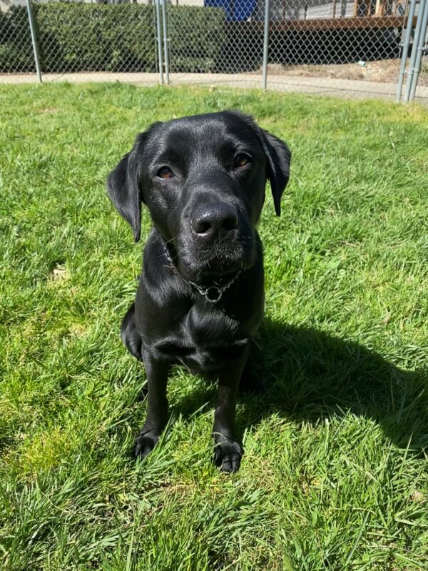 Socrates takes a break from playing in the grass paddock on the CA campus to pose for the photo. He stares at the camera as he black coat shines on the sunny day.