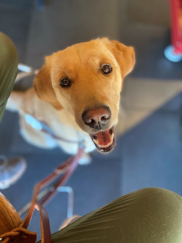 Tampa sits between her handlers' knees looking up at the camera. She has an inquisitive look on her face. Her mouth is open.