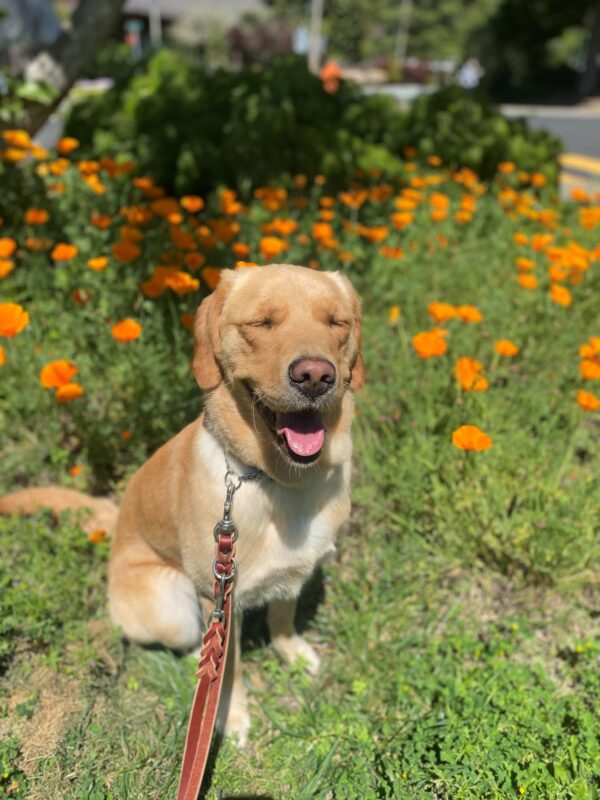 Tampa sits in a poppy patch facing the camera. The sun is shining on her face. Her mouth is open in a smile and her tongue is out. Her eyes are squinting shut.