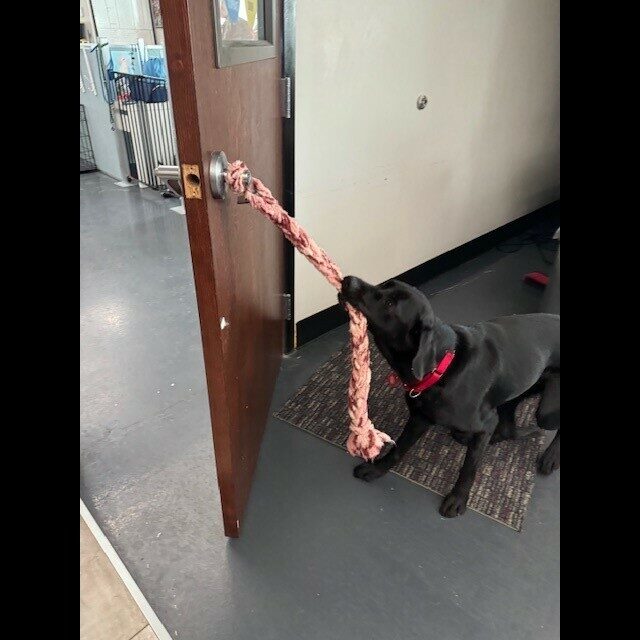 Tobago practicing opening doors by using a tug toy attached to the handle.
