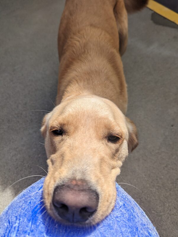 Tommy plays tug with his instructor. He is center frame, pulling on a large, blue ball toy.