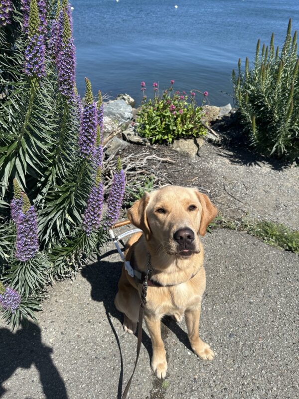 Tommy sits in harness in Sausalito, with the San Francisco bay right behind him. He is squinting his eyes as the sun beams on his face, his tongue is just barely peaking through his lips.