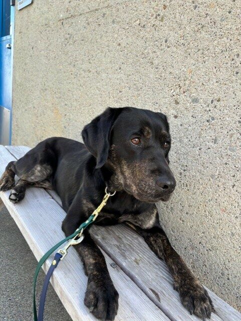 Tulip lays on a wooden bench with a serious expression. She is looking past the camera. Her beautiful brindle markings are visible on her feet, chest, and face.