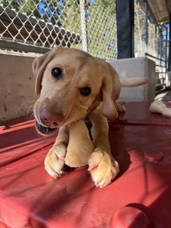 Yellow lab, Fendi, lies on a red bone shaped play structure and chews on a bone.