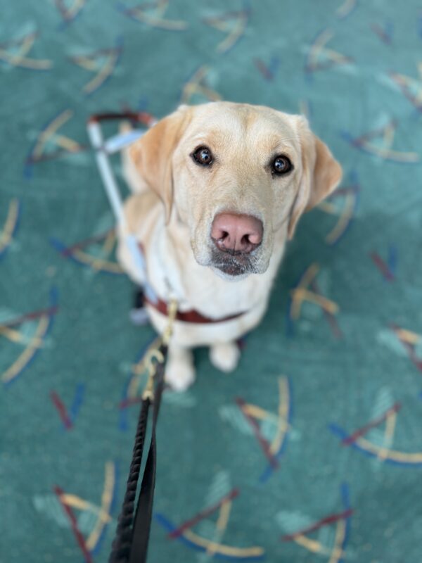Yellow lab, Fendi, sits in her harness at the airport. The photo is shot from above her so that the iconic PDX carpet can be seen beneath her.