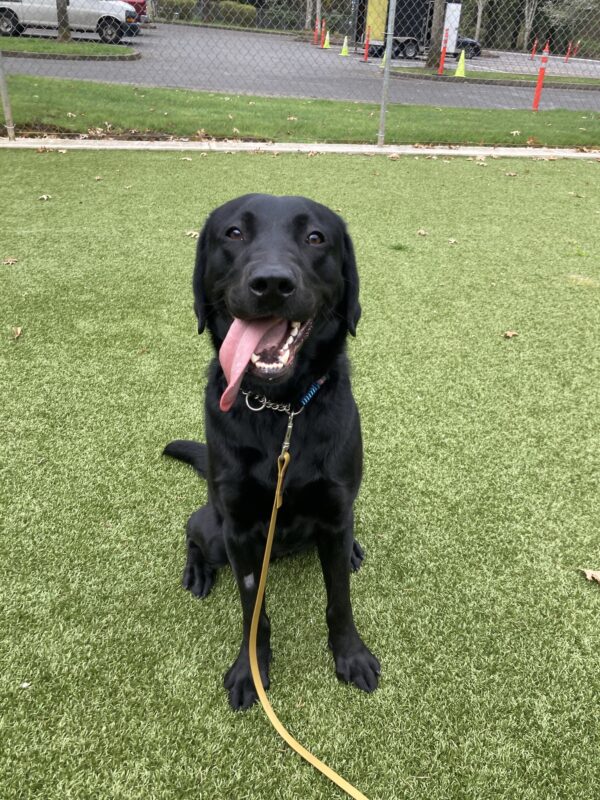 Francine sits in a grassy area. Her tongue is hanging out to one side as she smiles at the camera.