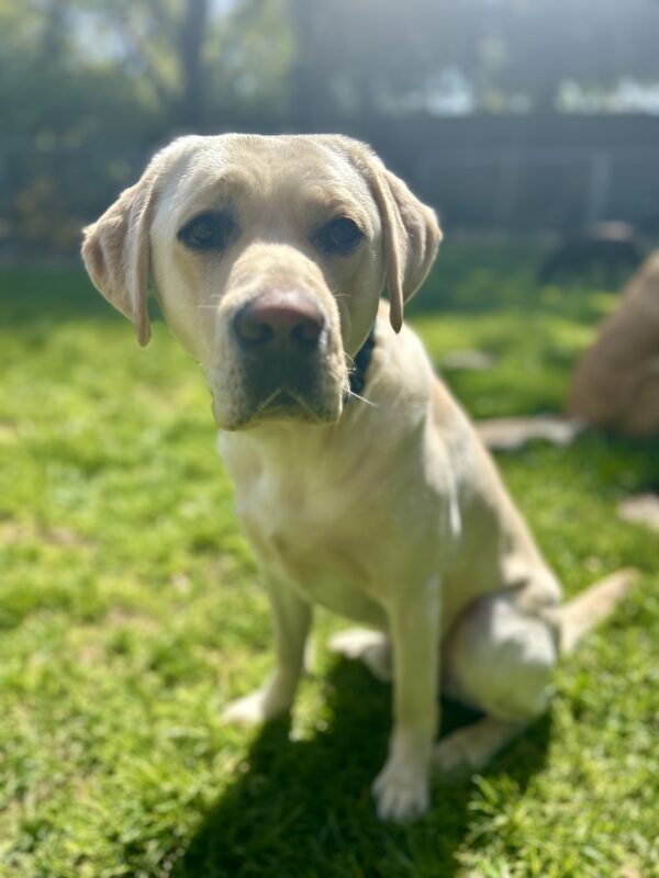 Houdini sits in the grass of a play yard, he is looking up with his large dark eyes and his mouth is closed.
