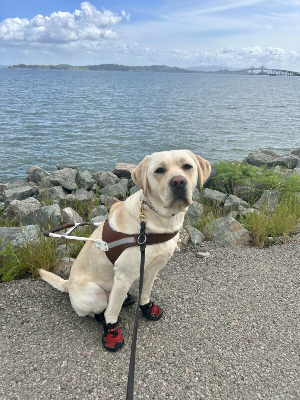 Houdini sits in harness on a paved trail with the SF Bay in the background. He is wearing all four boots and is looking at the camera with a serious expression.