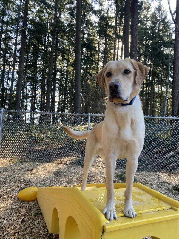 Jambo, a male yellow lab, stands atop a yellow plastic play structure. He looks playfully at the camera with expressive ears, with forest and wood chips out of focus in the background.