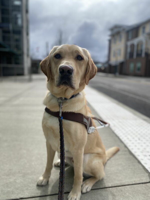 Jambo, a male yellow lab, sits in his GDB harness, looking at the camera. Out of focus in the background is a bus station platform edge.