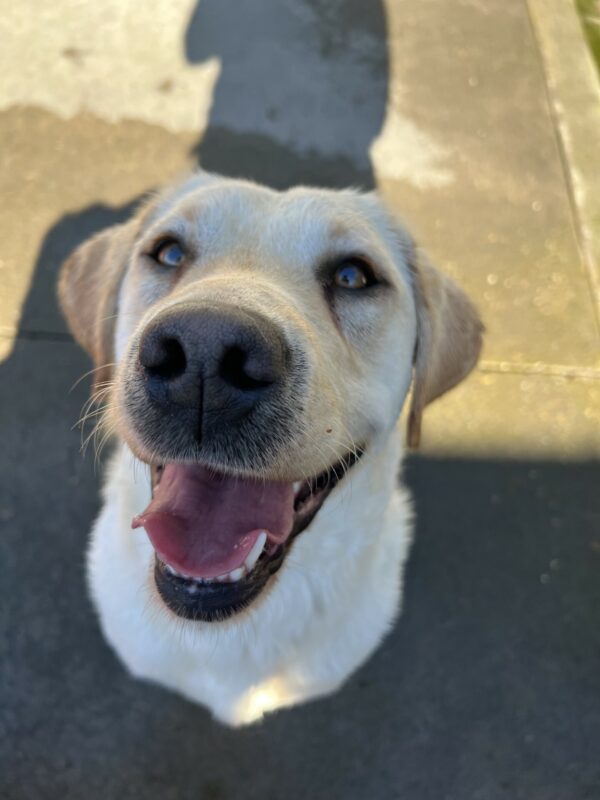 Jenna, a female yellow lab, is sitting in the community run play area on the Oregon campus. She is smiling up at her handler, hoping for a kibble after her excellent recall!